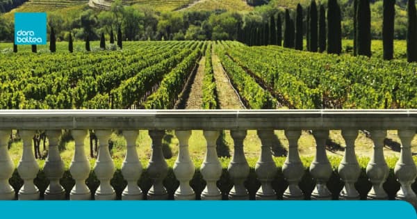 Il risparmio in cantina, Se il vino è sempre più verde