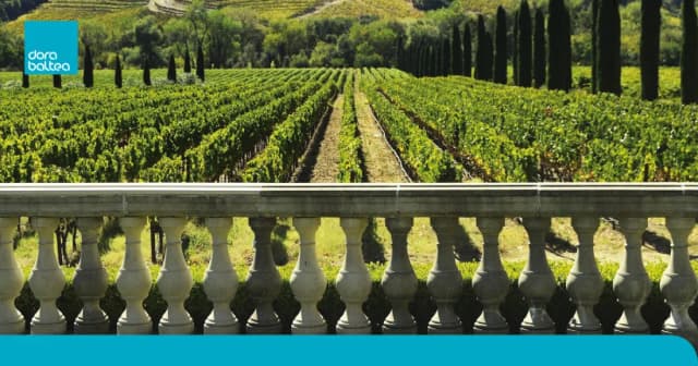 Il risparmio in cantina, Se il vino è sempre più verde