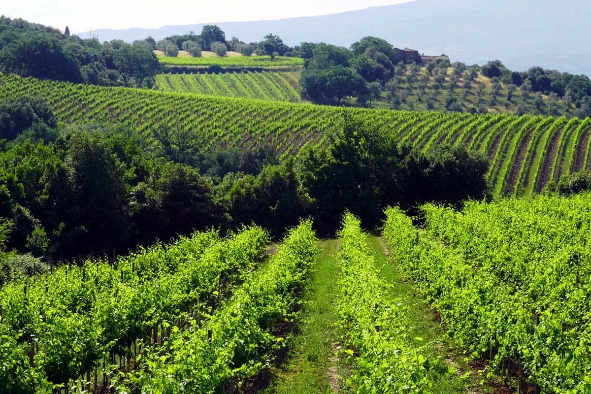 Cantina Col D’Orcia - Immagine 2