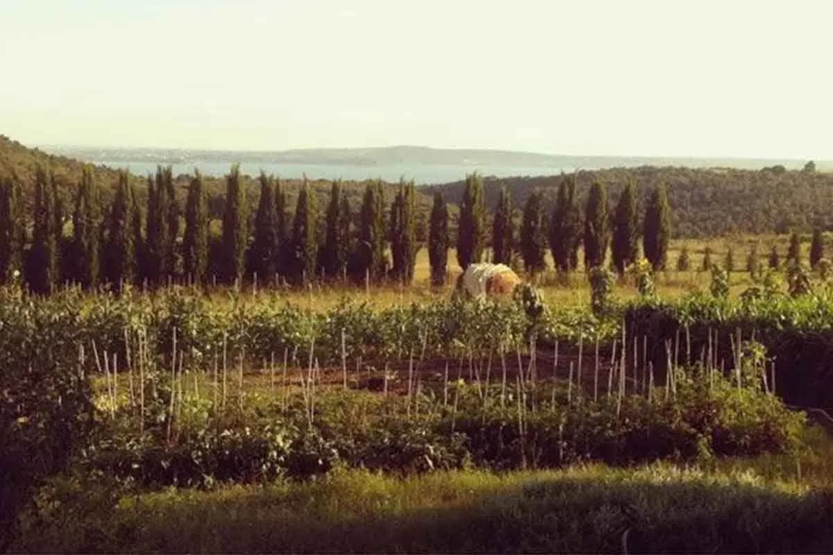 Tenuta Borgo del Mastro - Immagine 4