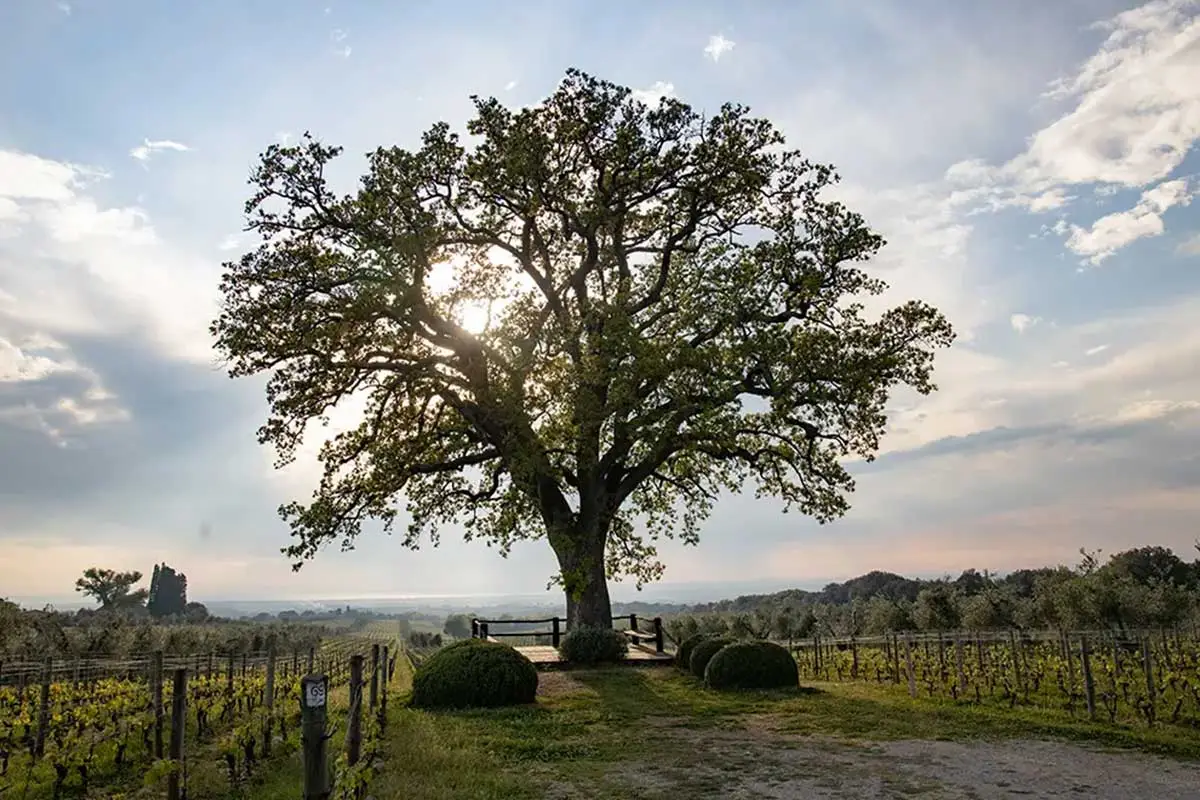 Cantina Ornellaia e Masseto - Immagine 2