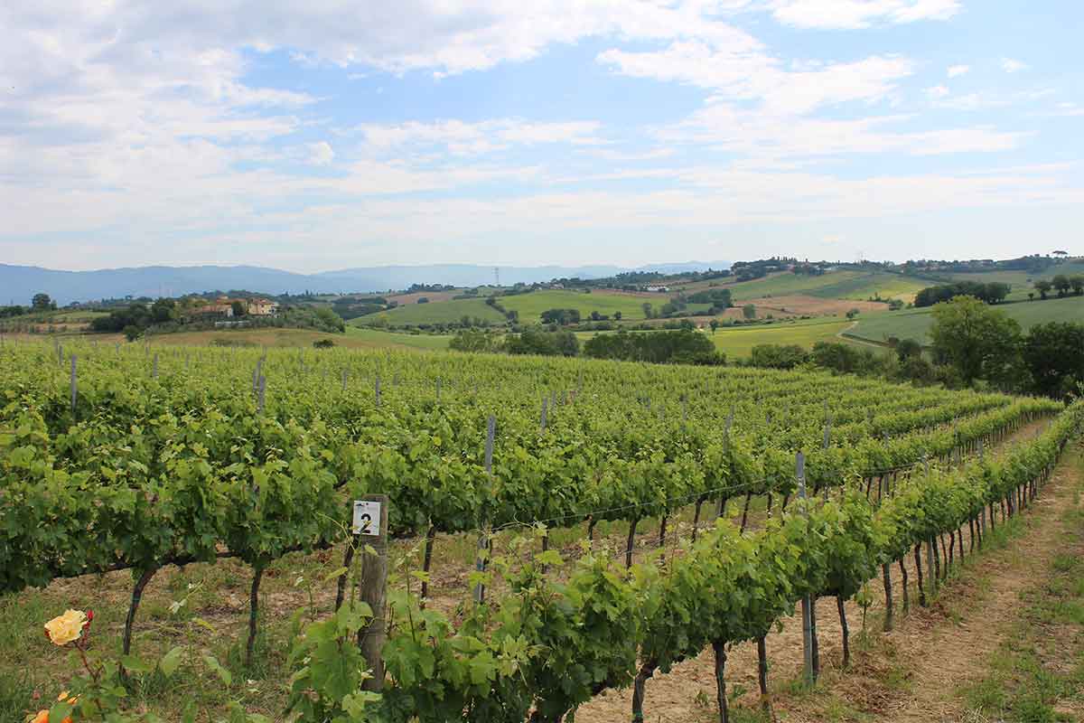 Cantina Canaio - Immagine 8
